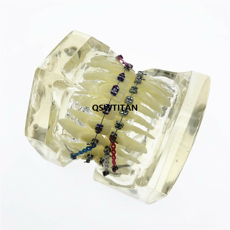 Dental Orthodontic Model Teaching teeth model For Teaching demonstrating model