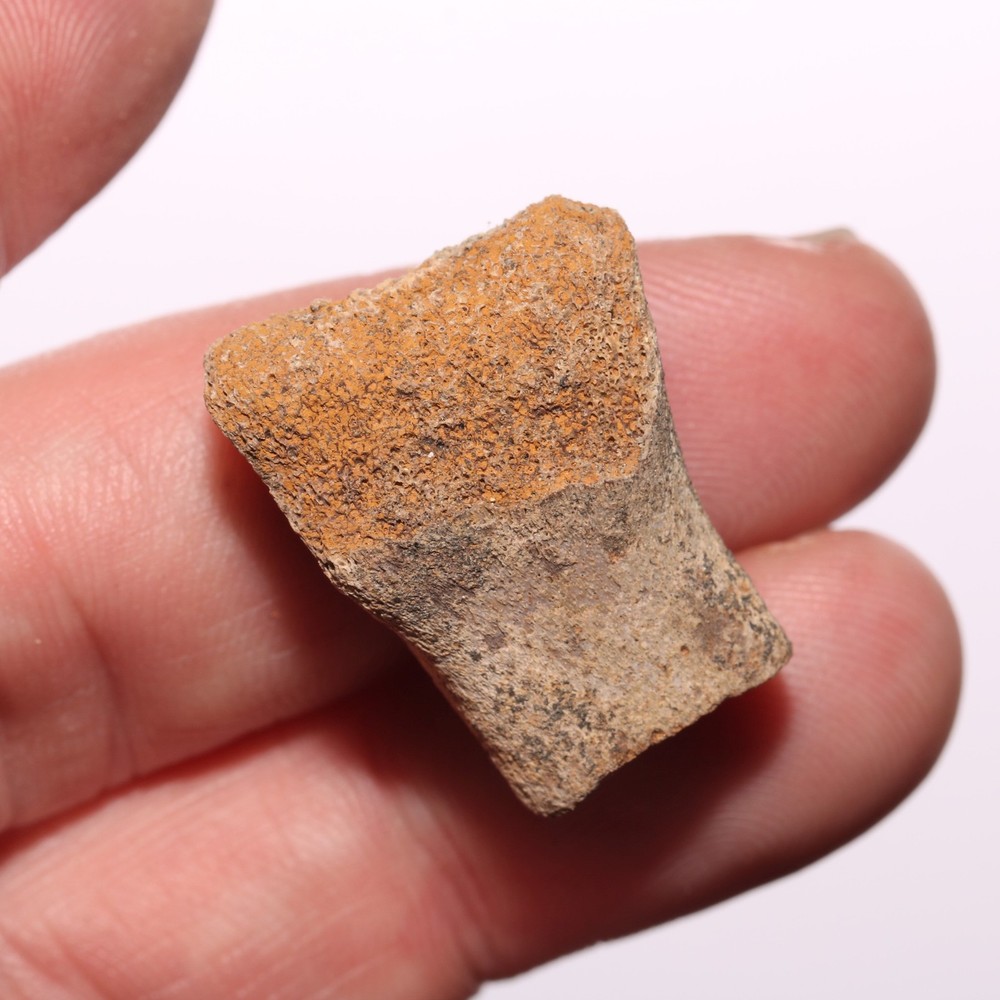 Hollow Raptor Bone - Hell Creek Formation Cretaceous