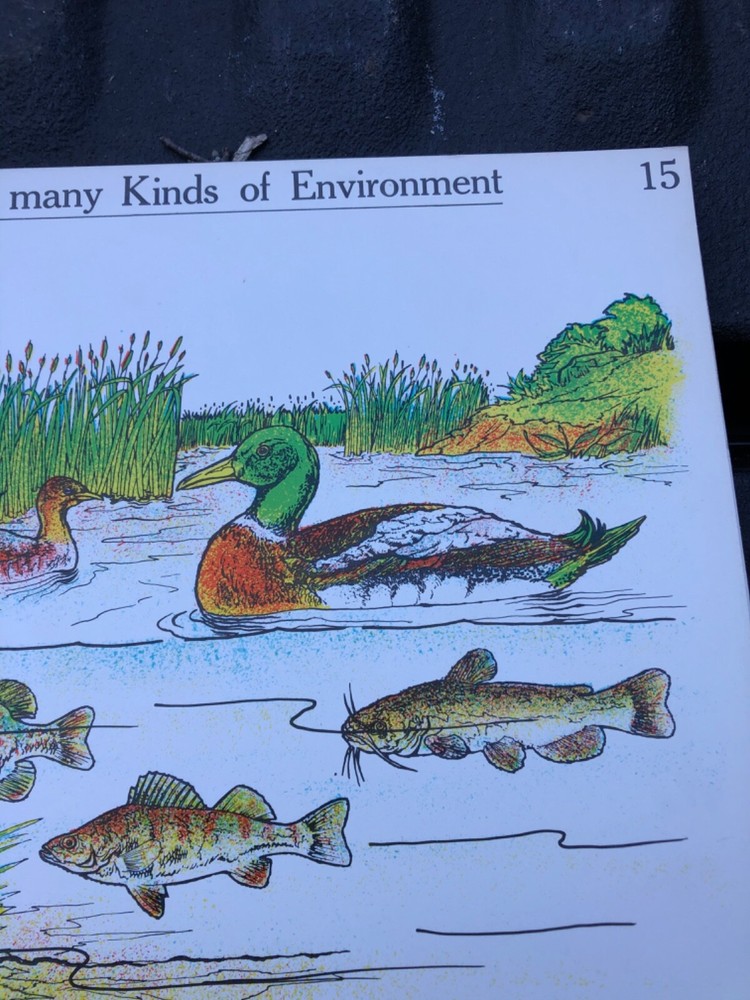 VINTAGE A.J. Nystrom Elementary science chart nature environment 24 x 18.5