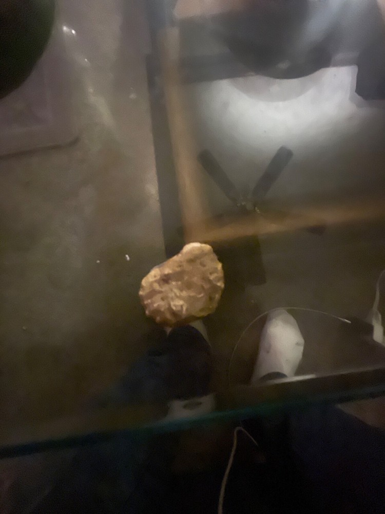 seahorse fossil