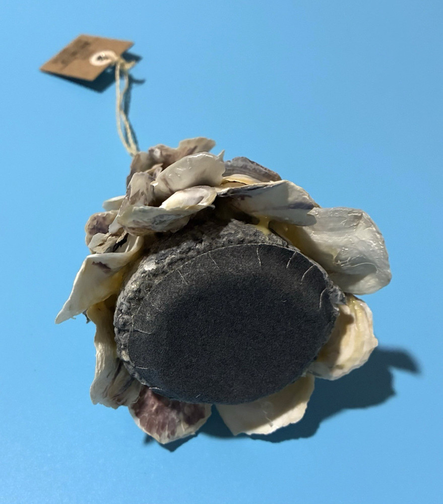 Mud Pie Oyster Shell Ornament 5" New with Tag