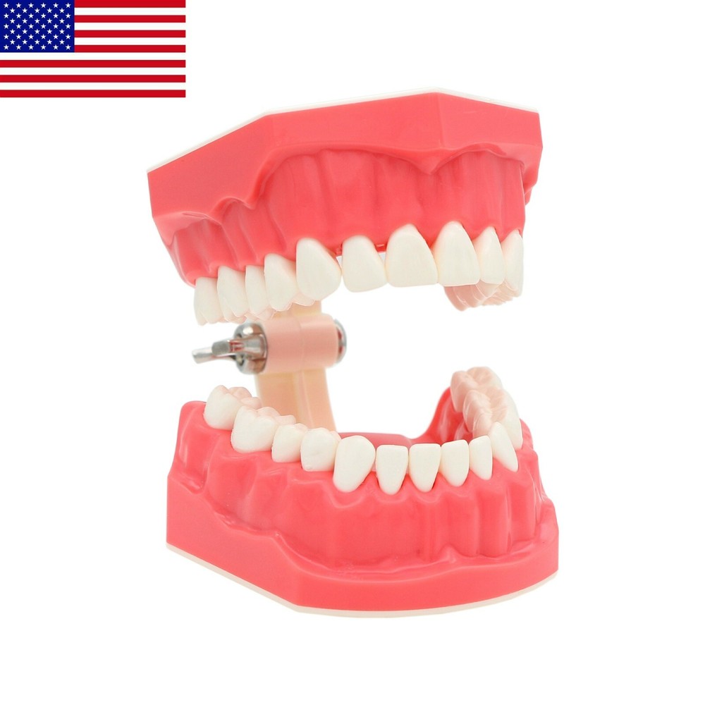 USA Dental Typodonts Teeth Model Brushing Flossing Practice Teaching Studying
