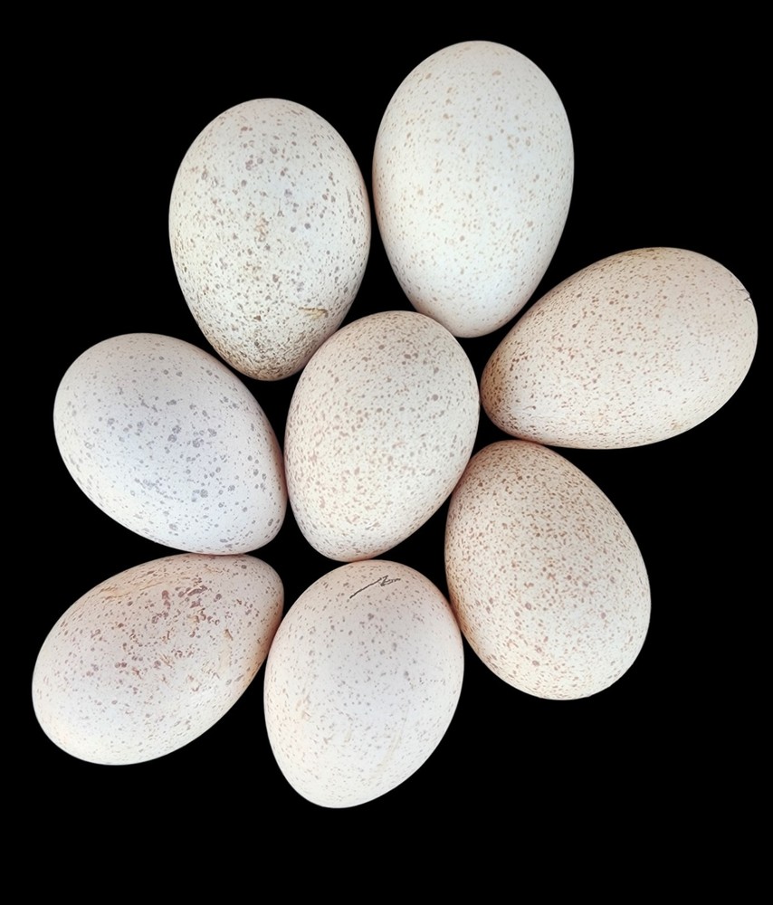 Burbon Red Turkey Hatching Eggs 12+ NPIP