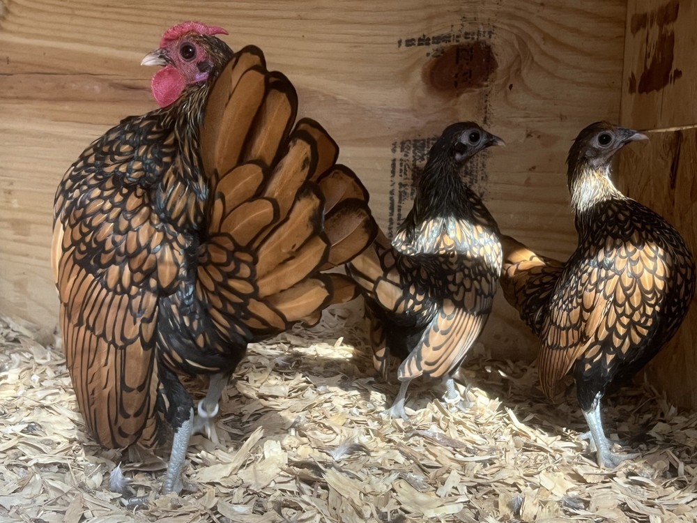 Assorted Bantam Hatching Eggs—Exhibition Line
