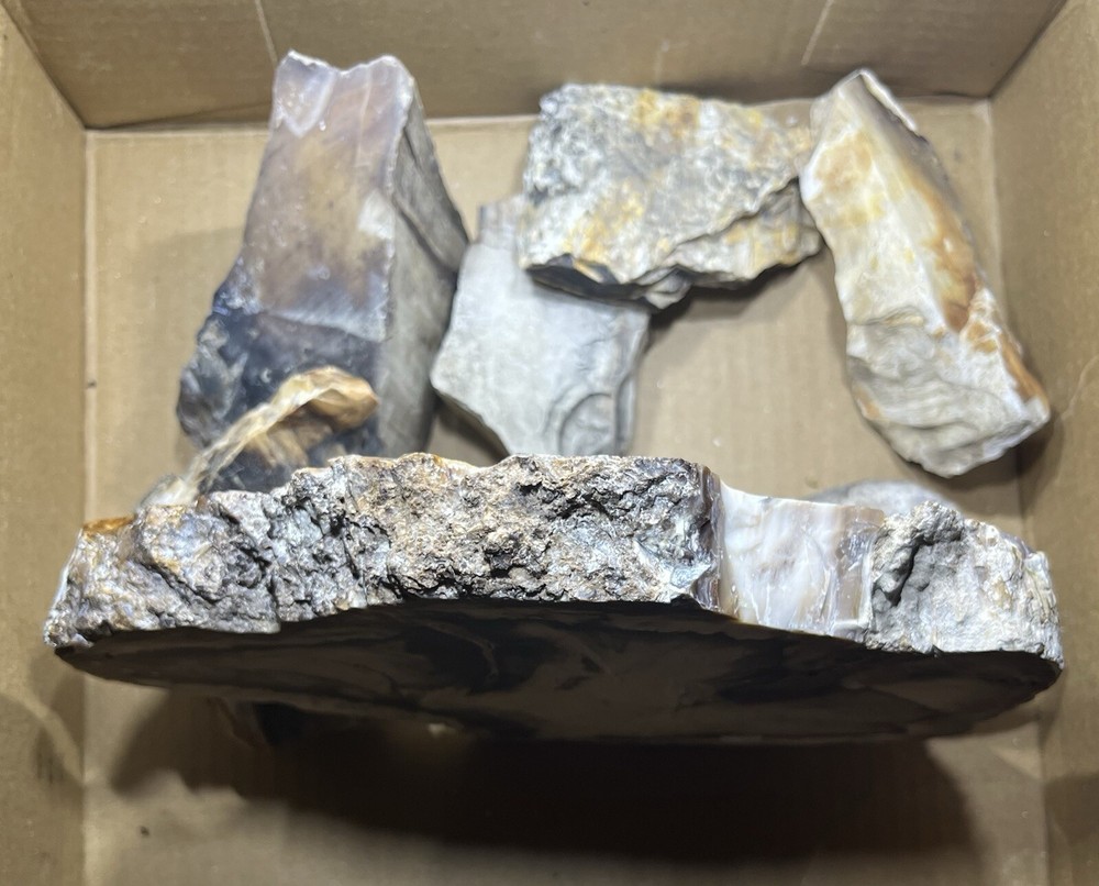 Petrified wood slab & random chunks