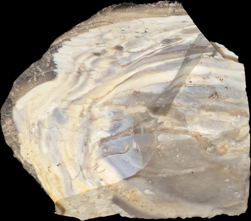 Near Fully Permineralized Petrified Wood