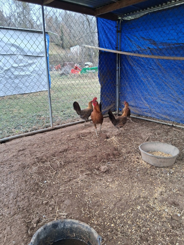 12 Red Quil Pure Hatching Eggs