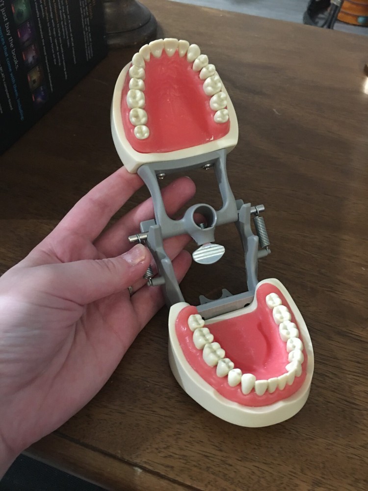 Dental Teaching Study Adult Standard Typodont Demonstration Teeth Model