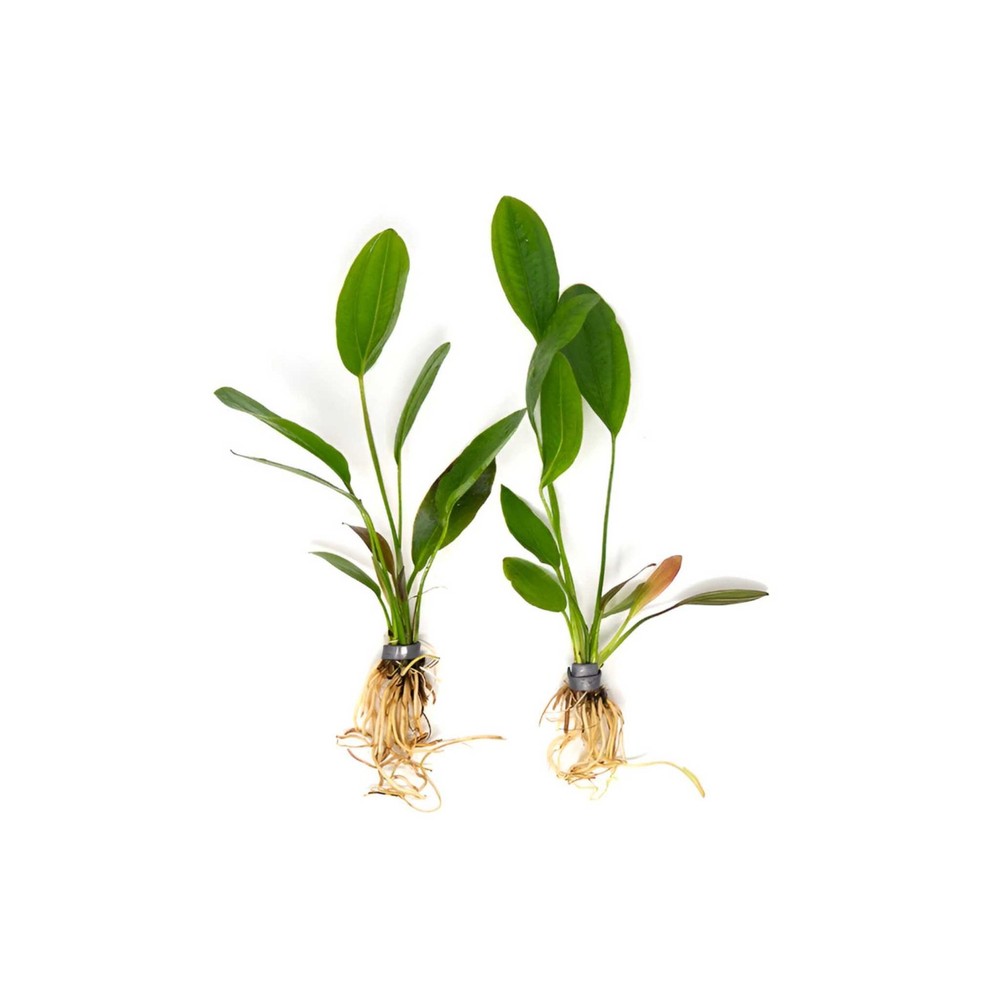 Melon Sword (Echinodorus Osiris) Medium