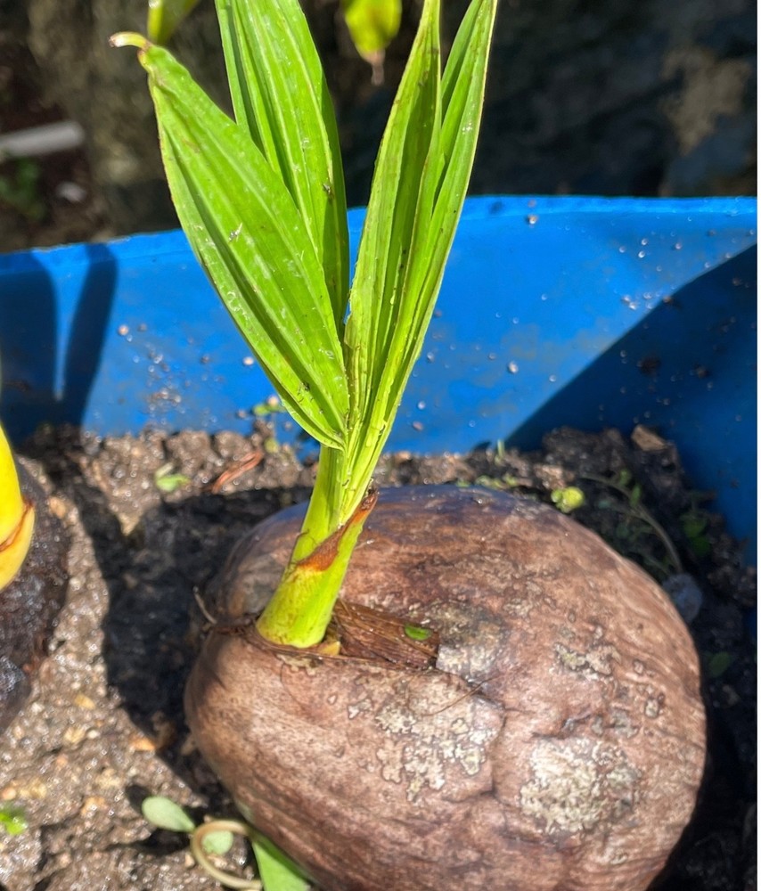 Dwarf  Organic Coconut seeds sprouted 2