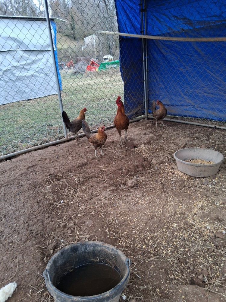 12 Red Quil Pure Hatching Eggs