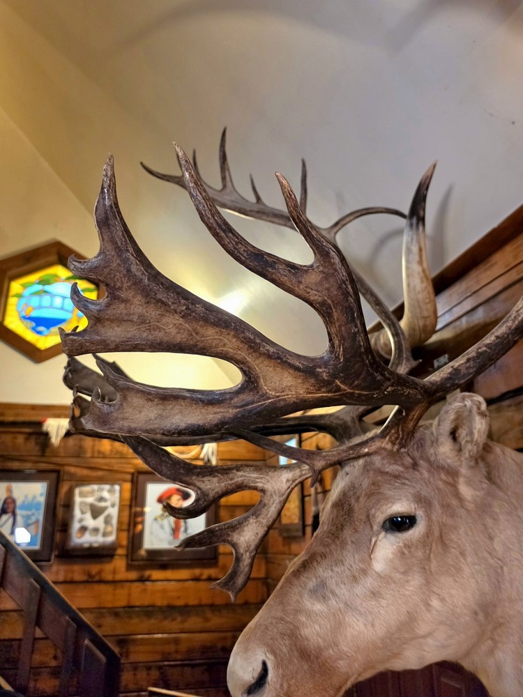 HUGE Alaskan Caribou Shoulder Mount