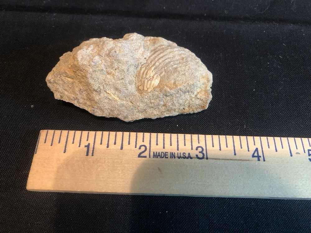 Fossils From West Virginia Mountain