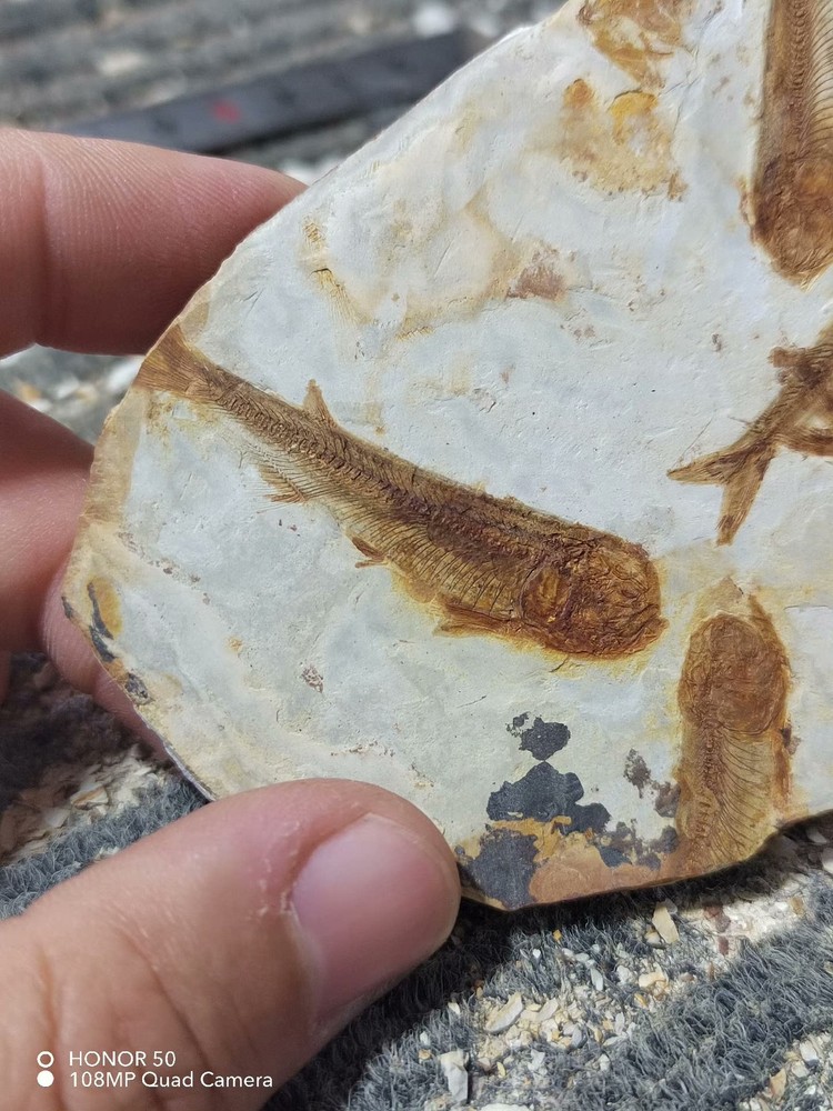 Unique and authentic ancient fossil fish like stone B010