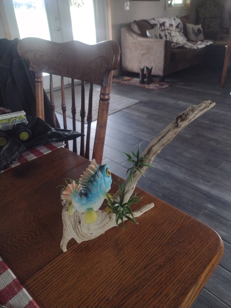 Moss Eater Flexi Fish On Driftwood
