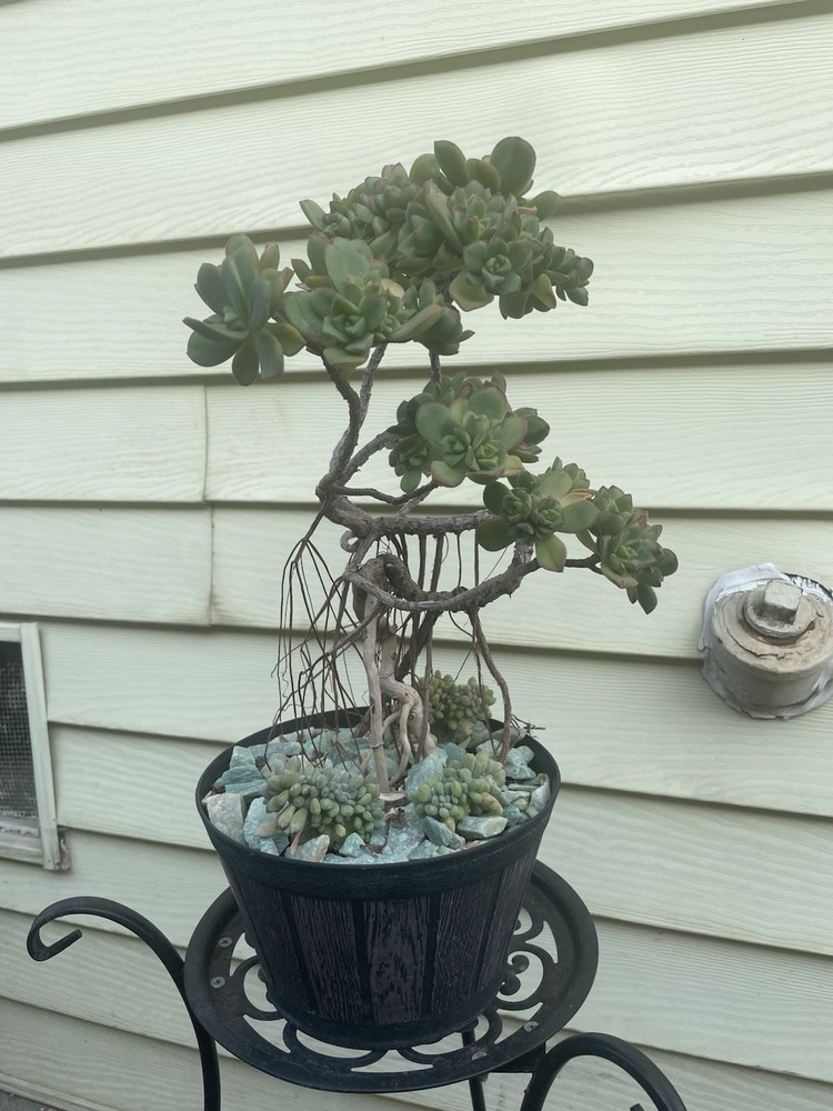 Bonsai Tree Aeonium Haworthia Tree Ship With Bare Rooted