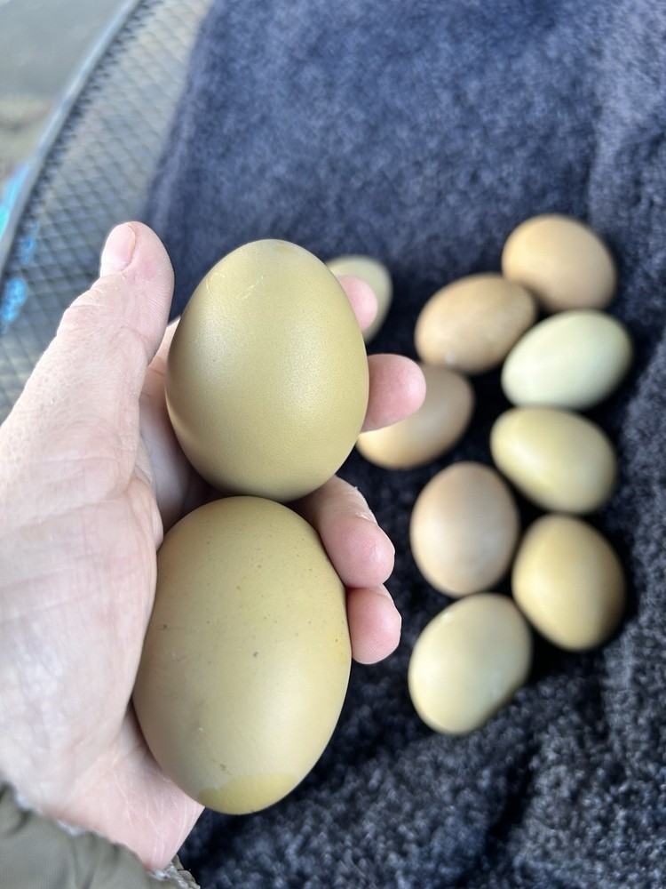 Olive Egger Hatching Eggs 1 Dozen + extras Chicken Eggs