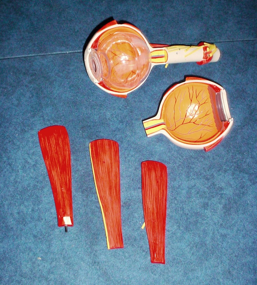 Altay Scientific Eye with Orbit Model - 5 Times Normal Size #8