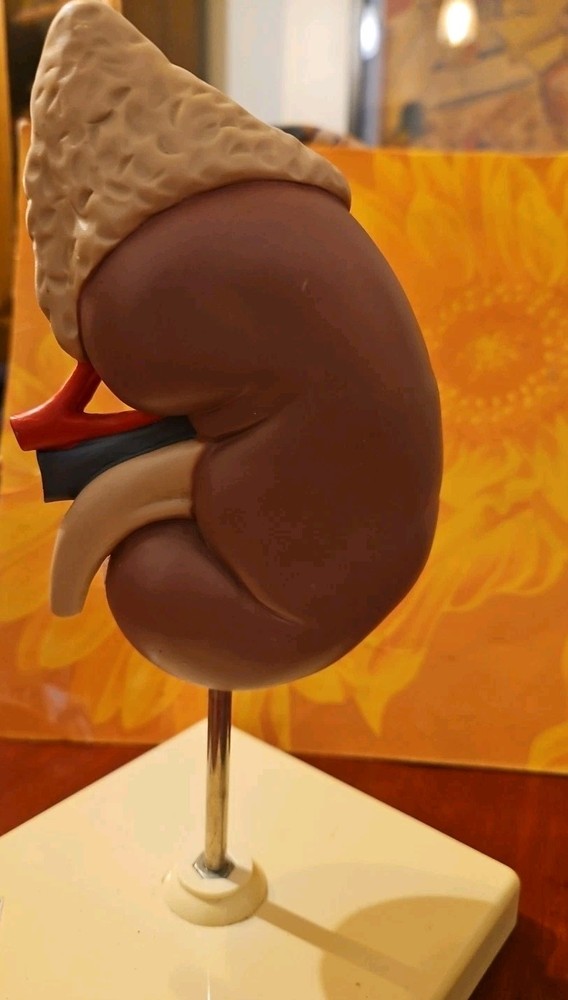 Anatomy Biology Model Kidney 3d Learning Anatomy Teaching Model, Nice & Numbered