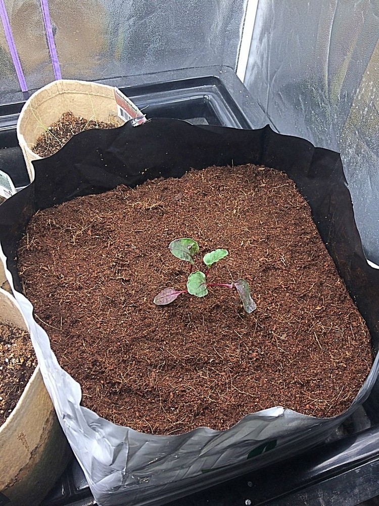 Coconut Coir,Coco Peat Compost Natural Organic Soil Media Hydroponics Substrate.