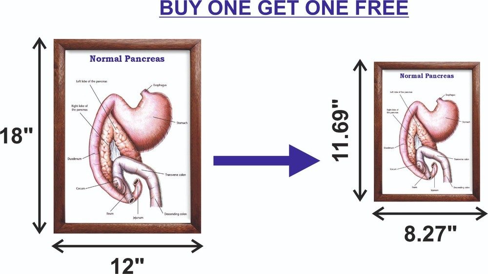 Normal Pancreas Chart 12x18 inches
