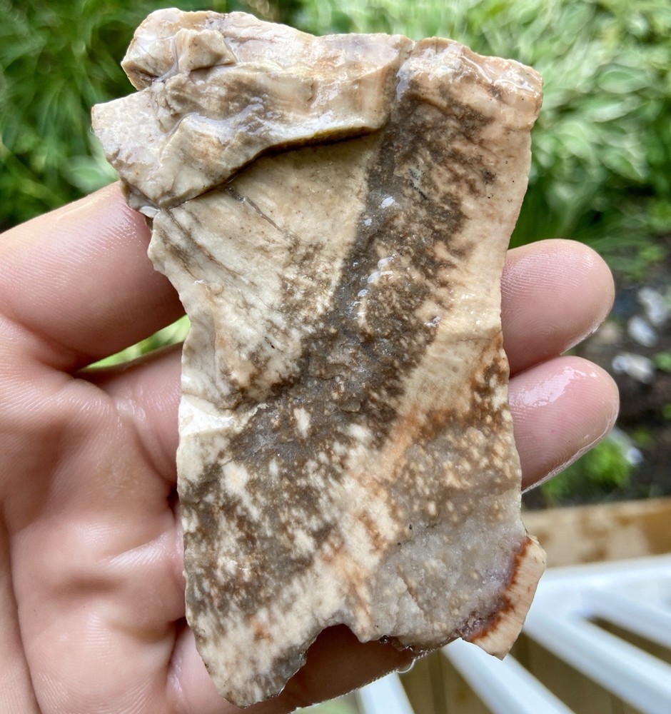 Petrified Wood Rough End Cut 3.33 Oz