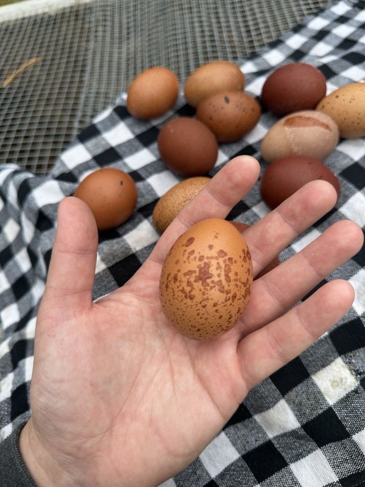 6 Black Copper Maran/ Maran Backcross Hatching Eggs Npip/AI