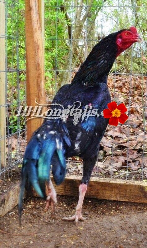 6 ASSORTED longtail Chicken hatching eggs L@@K!