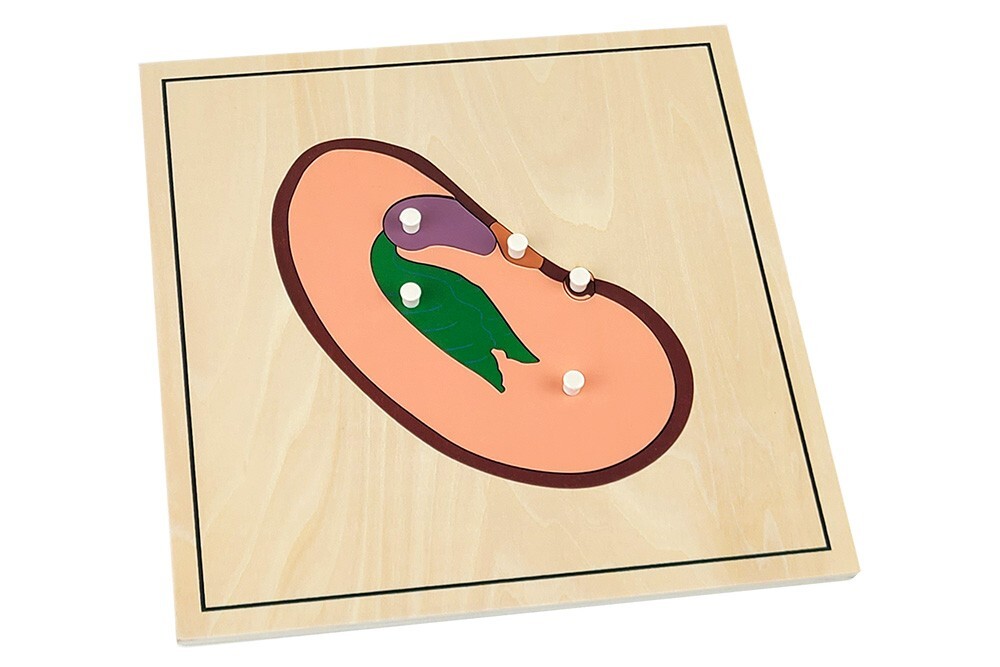 Growing Process Puzzles - MONTESSORI BIOLOGY / BOTANY MATERIALS