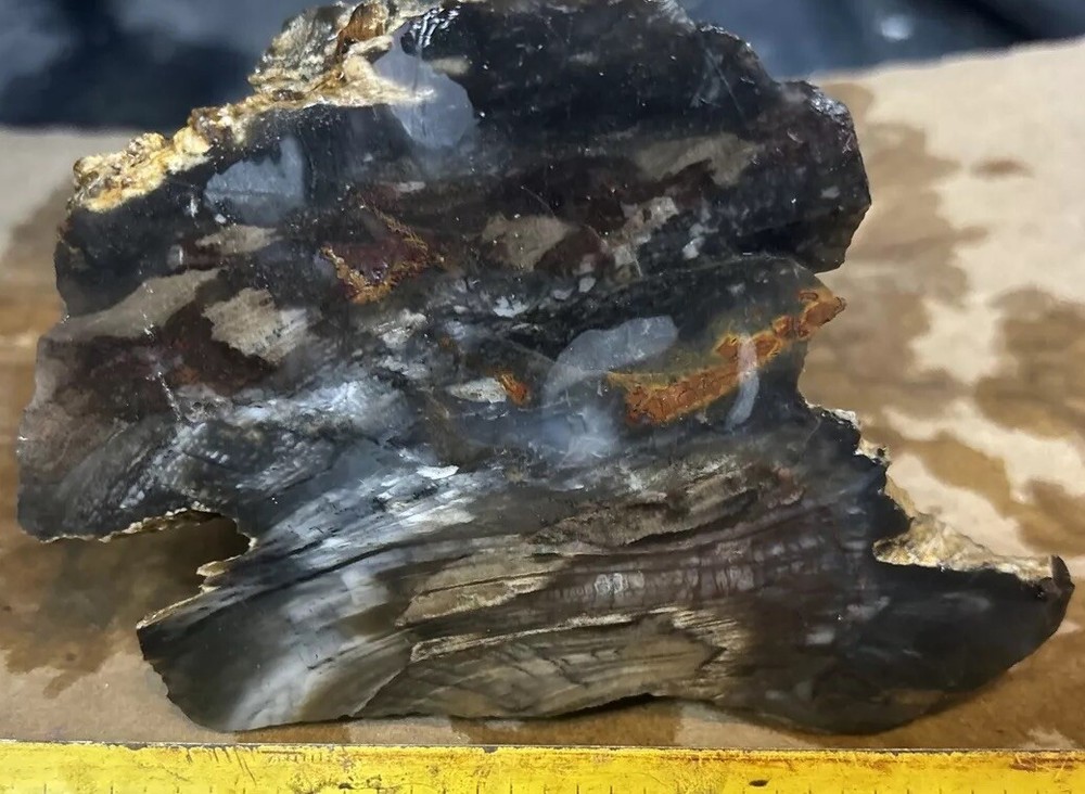 Silver Creek Junction Petrified Wood