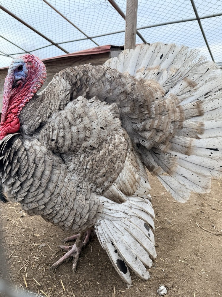 4 Heritage Breed Blue Slate Turkey Hatching Eggs