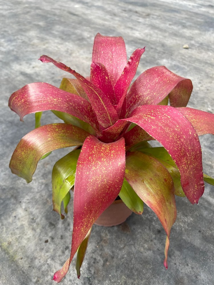 Bromeliad Neoregelia 'Taffy'