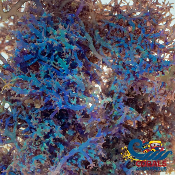 Blue Hypnea Macroalgae (Special Deal!)