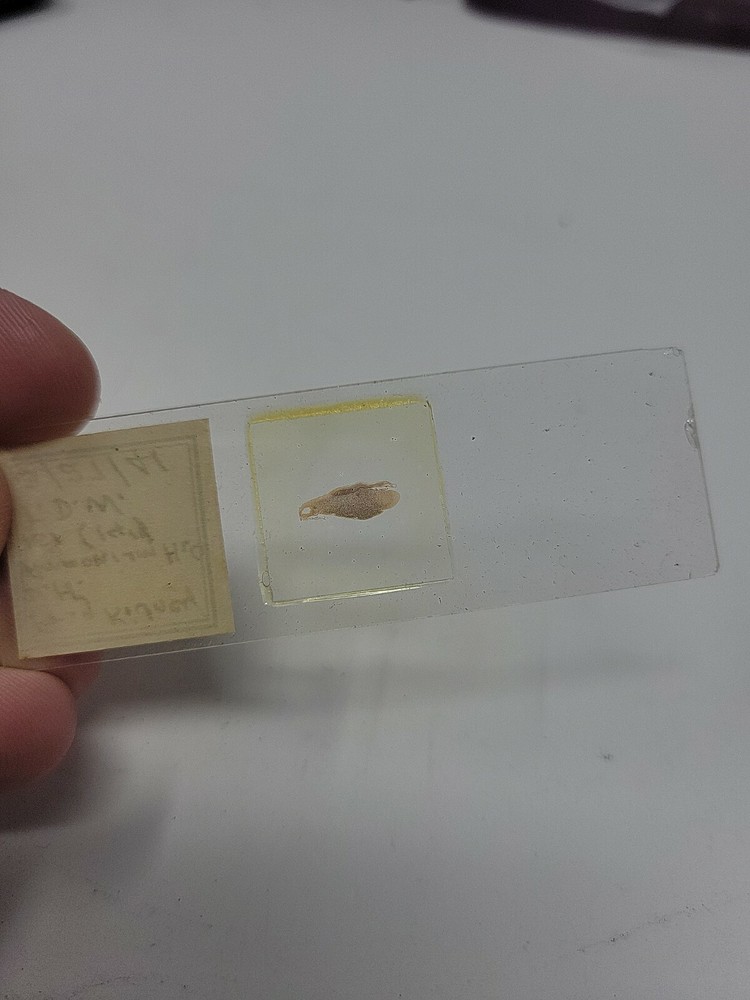 Vintage Microscope Slide 1941