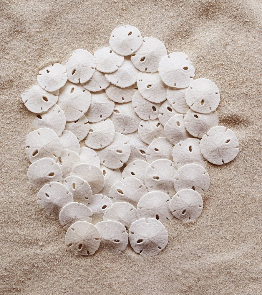 Sand Dollars 50pcs - Under 1" Inch - Tiny Natural Sand Dollar - Small White S...
