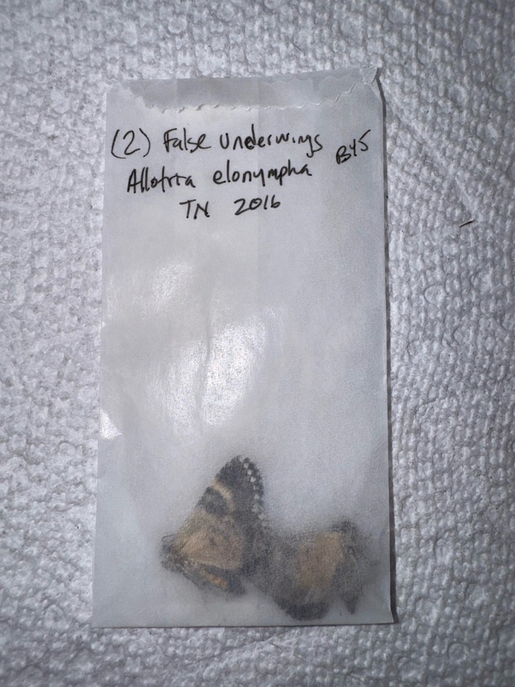 BY5 - 2 FALSE UNDERWING MOTHS Allofrta elonympha