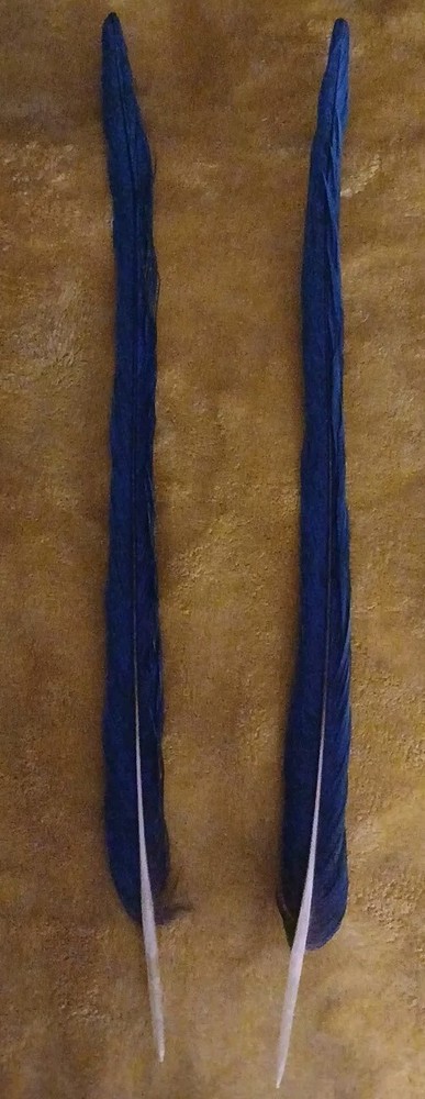 2 Blue & Gold Parrot Tail Feathers 19 Inches
