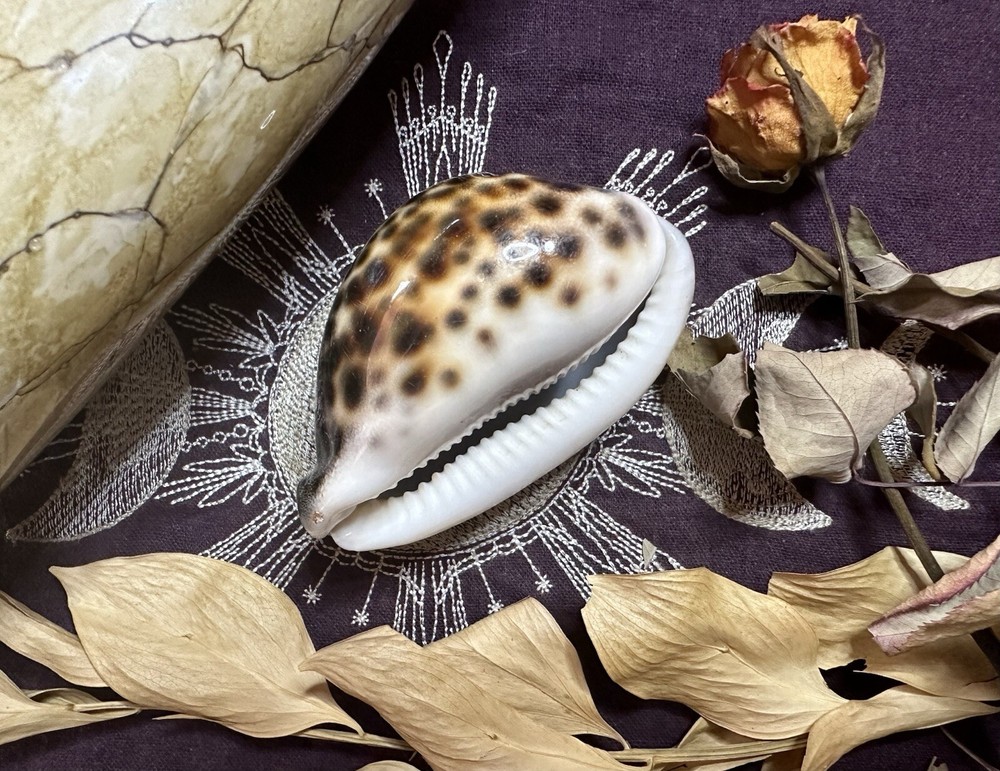 2.5 - 3 Inch Tiger Cowrie Shell, Divination, Metaphysical