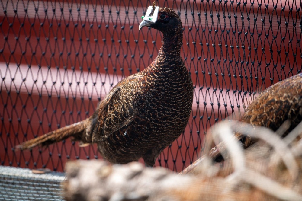 12+ Ringneck Pheasant Color Combo Hatching Eggs