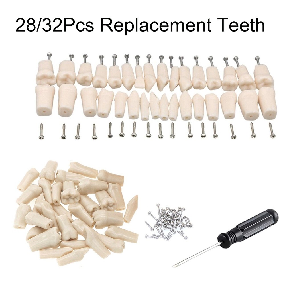 Dental Typodont Replacement Screw-in Teeth Model Resin Teeth for Teaching Study