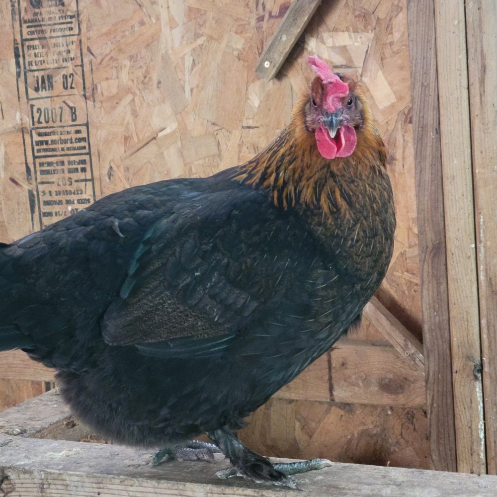 12 Rainbow hatching eggs mixed breeds