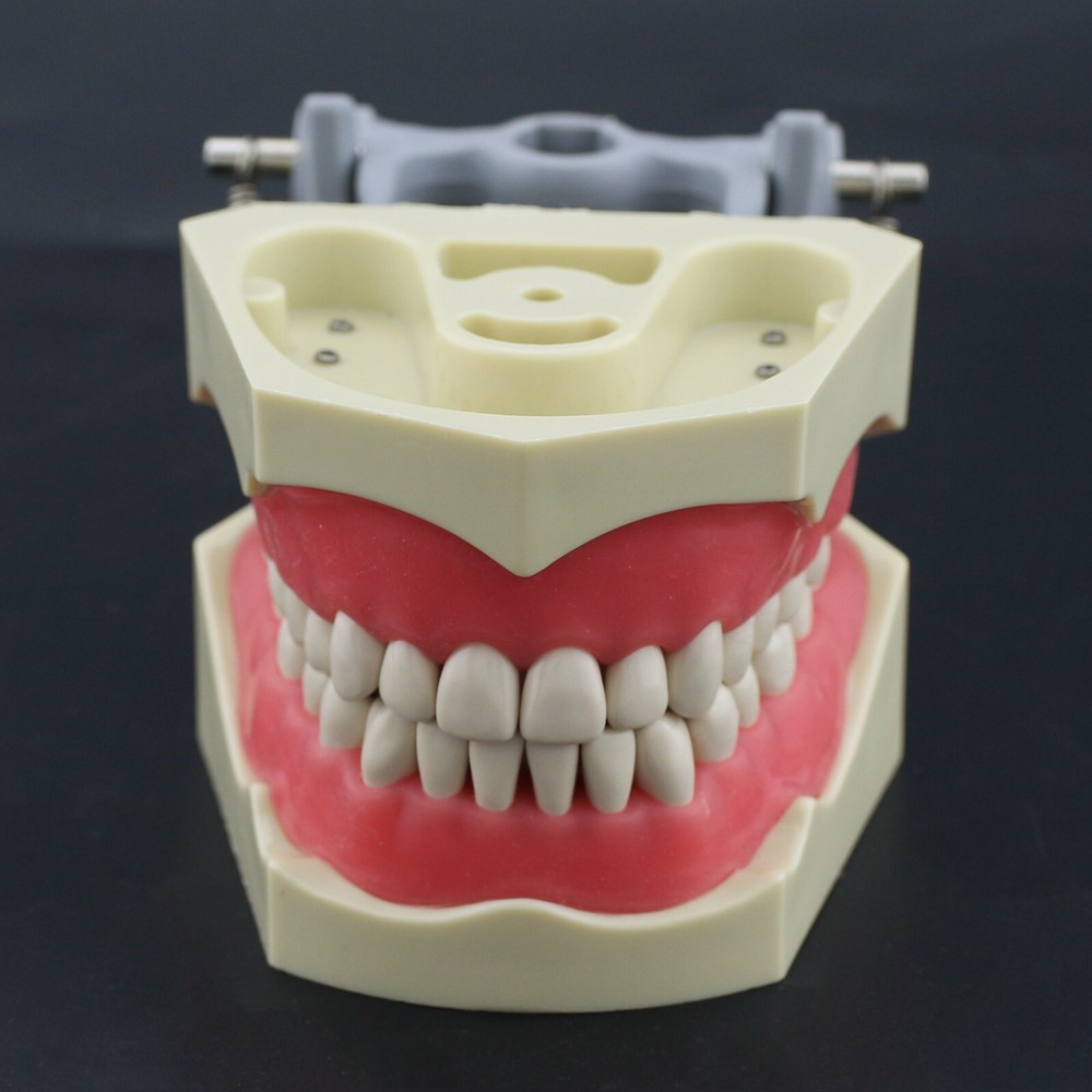 Columbia 860 Type Dental Typodont Teaching Exam Model Removable 32PCS Teeth