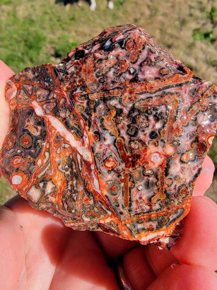 Random Pull Mexican Leopard Skin Rhyolite Rough!