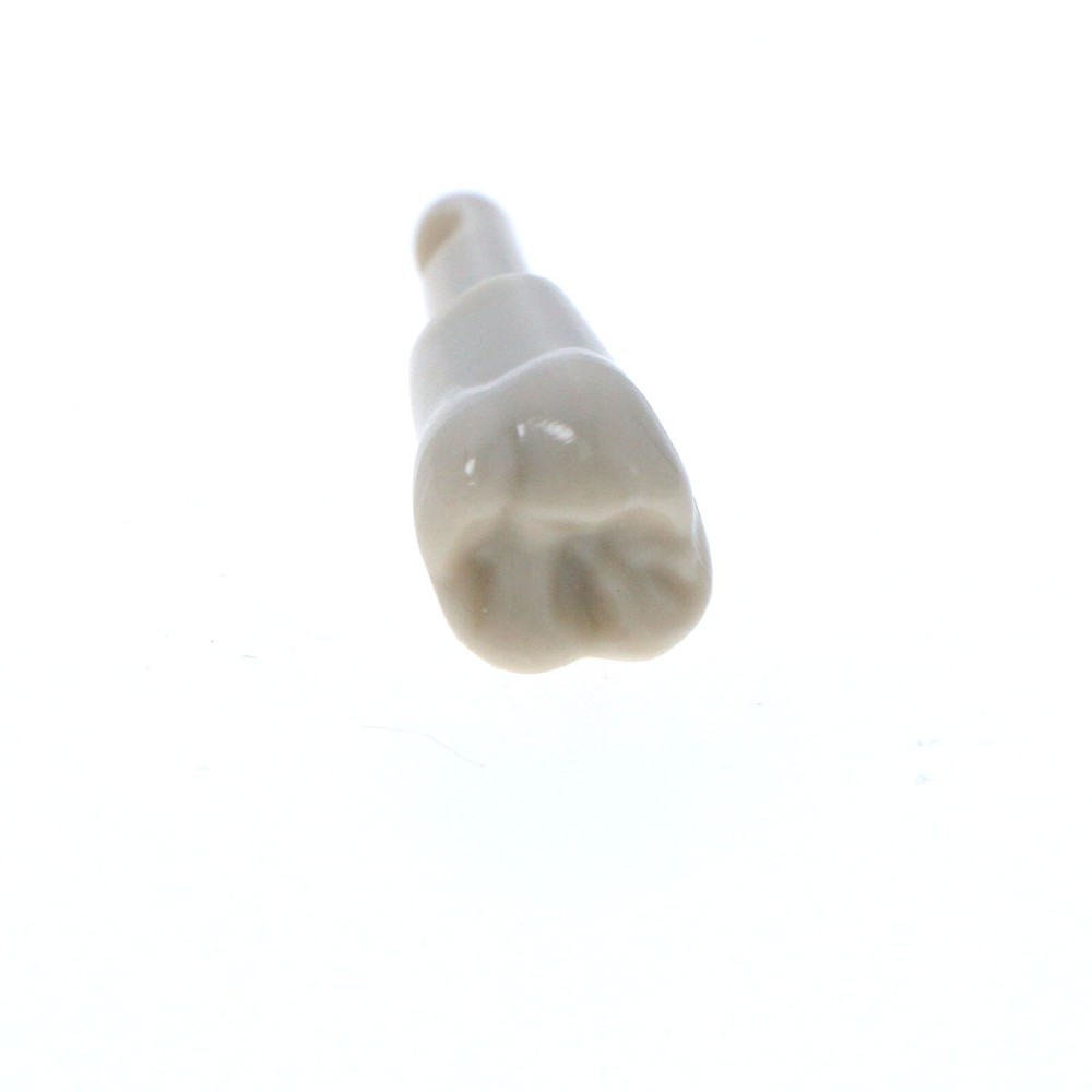 Dental Tooth Model fit for KaVo Basic Model Teeth Retention Mechanism 32 Pcs