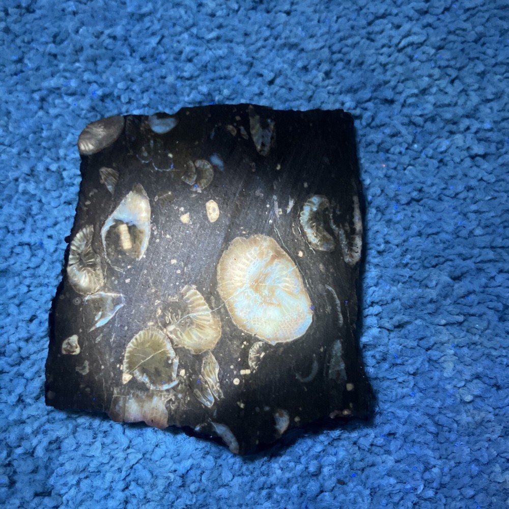 Fossil Stone Slab - End Cut (Fluorescent Under UV Light)