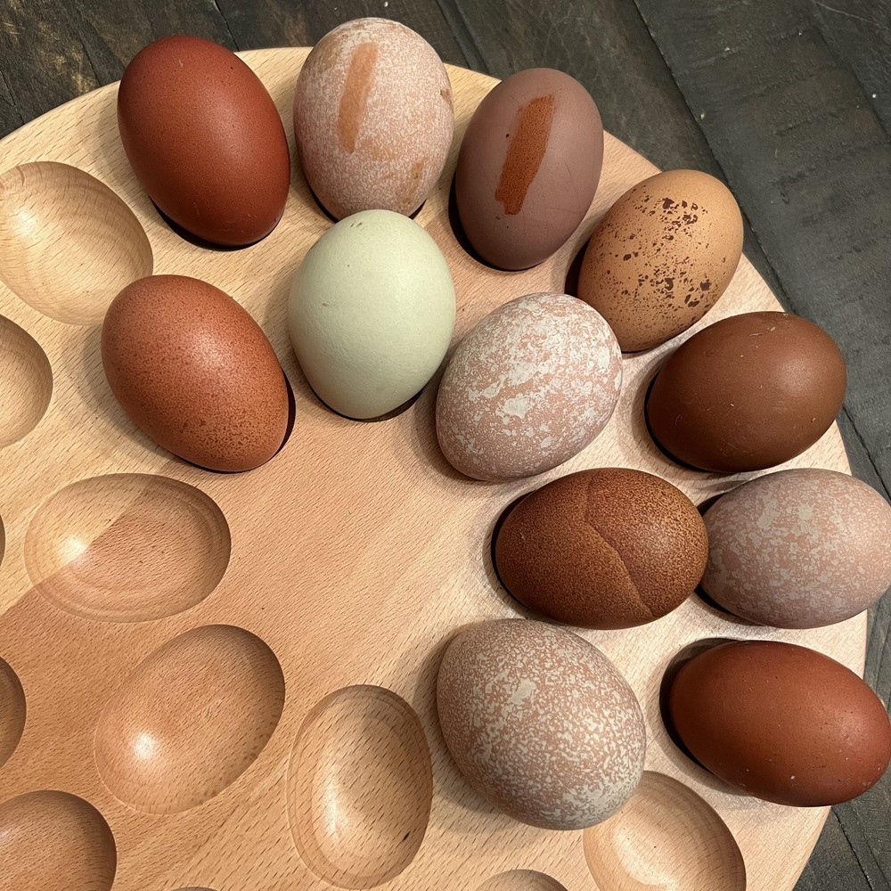 🐣🤍6 Black Copper Marans(BCM)hatching eggs NOT hatchery sourced🤍🐣