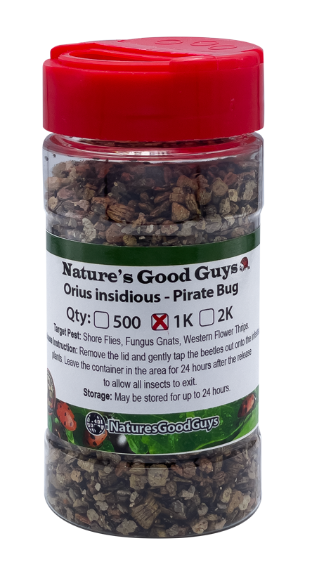 NaturesGoodGuys Orius Pirate Bugs Predatory Bug