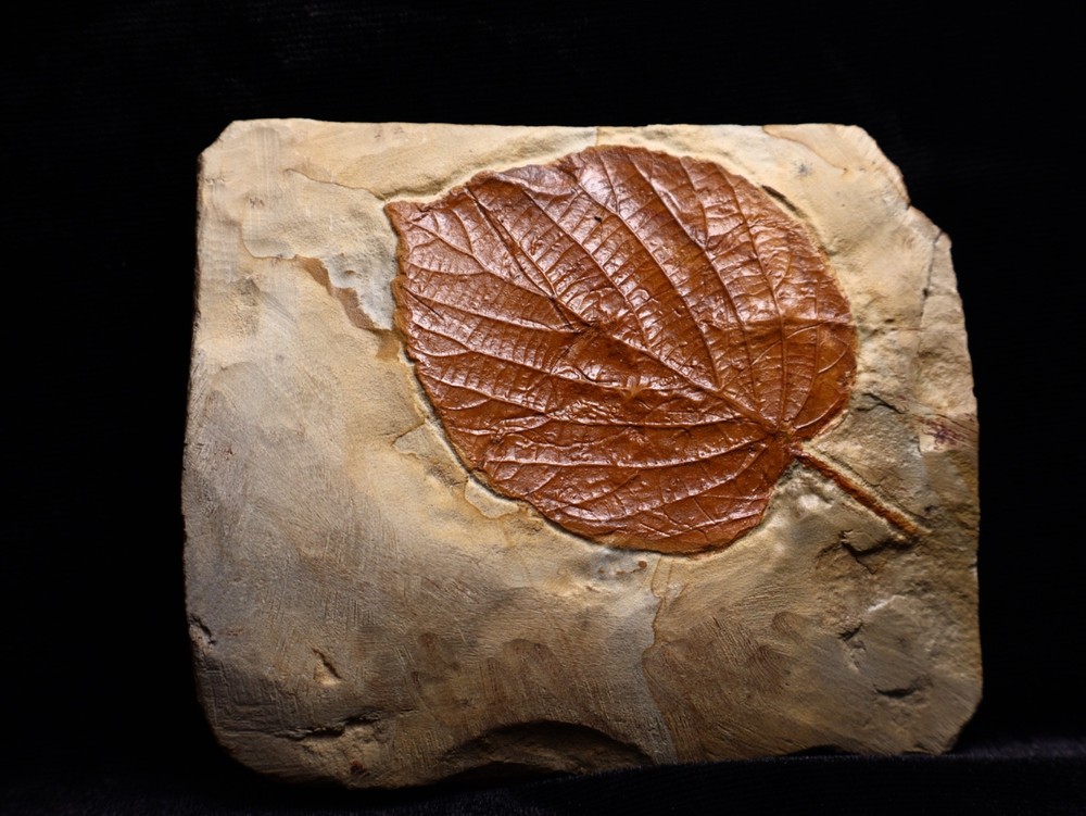 Niiice Leaf Fossil, Glendive, MT
