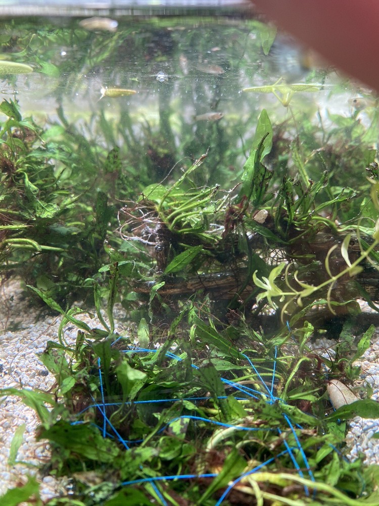 Aquarium Low Tech Starter 10 Variety Clipping Pack (5+ Plants)
