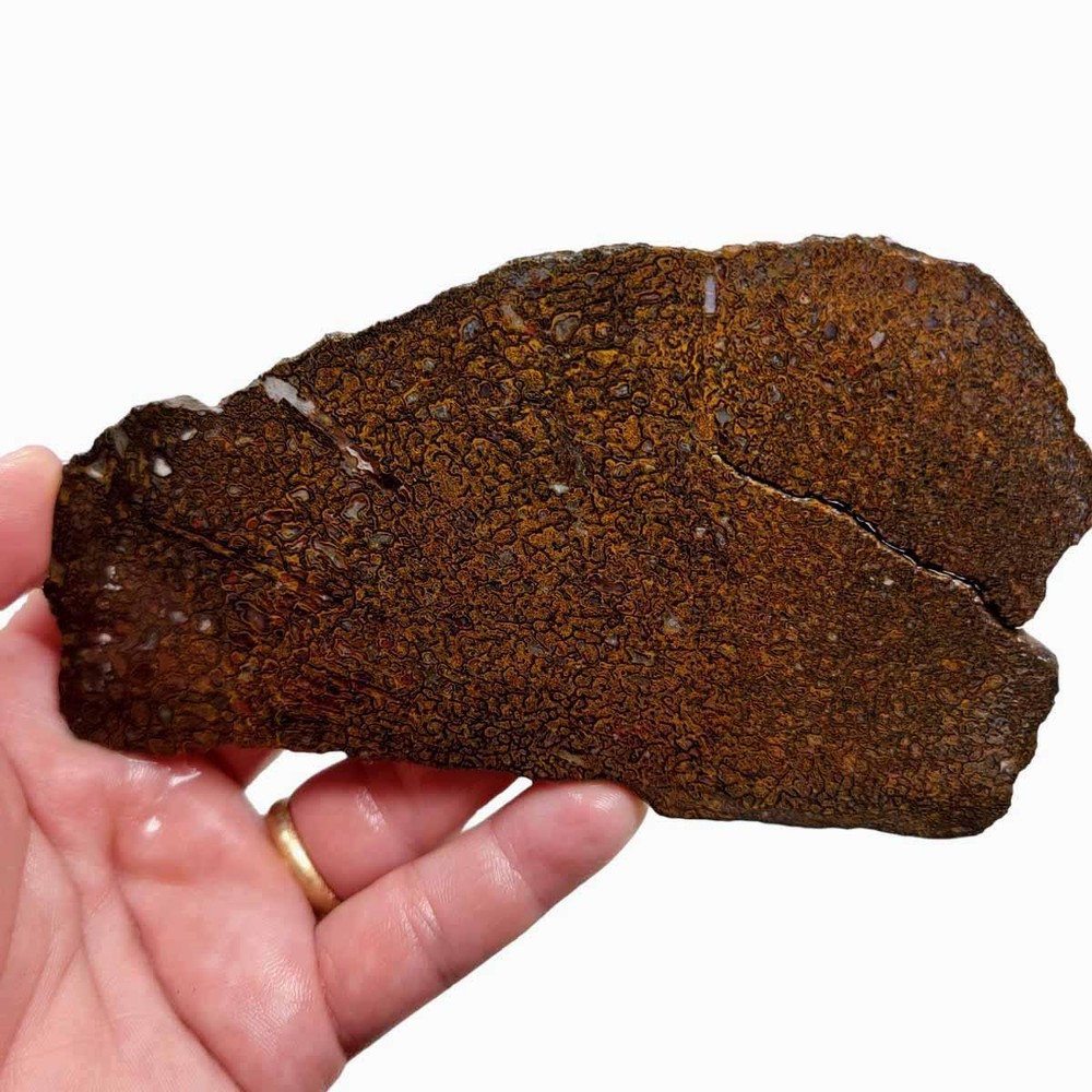Fossil Gem Dinosaur Bone Slab! Gem Dino Bone Slab!
